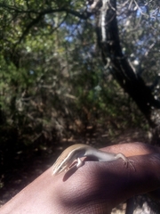 Plestiodon tetragrammus brevilineatus