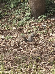Sciurus carolinensis