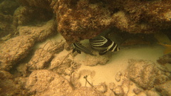 Eques punctatus