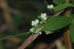 Antigonon flavescens