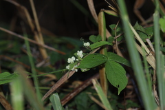 Antigonon flavescens