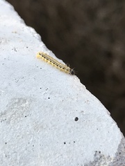 Cydalima perspectalis