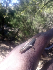 Plestiodon tetragrammus brevilineatus