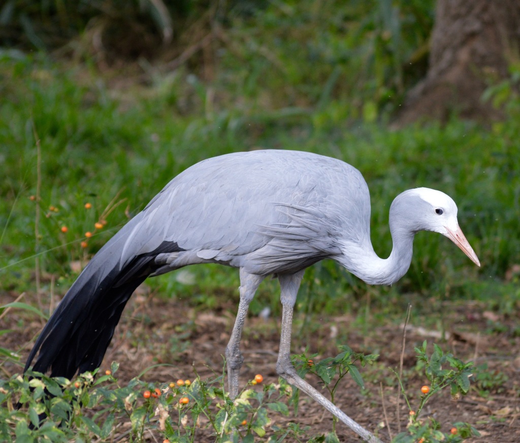 Blue Crane from Corner of and, Roper St & Boshoff St, Muckleneuk ...