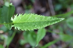 Packera schweinitziana