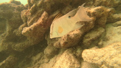 Lachnolaimus maximus