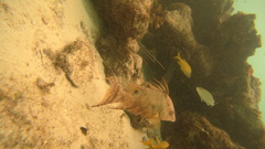 Lachnolaimus maximus