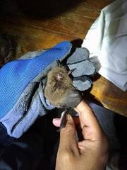 Myotis velifer