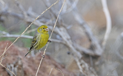 Serinus canaria canaria