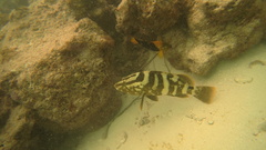 Epinephelus striatus