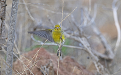 Serinus canaria canaria