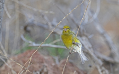 Serinus canaria canaria