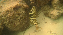 Epinephelus striatus