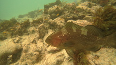 Epinephelus morio
