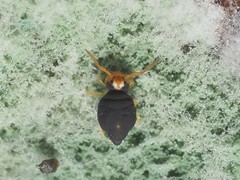 Sminthurinus minutus