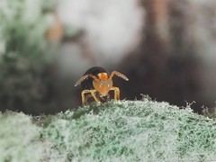 Sminthurinus minutus