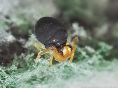 Sminthurinus minutus