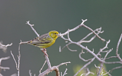 Serinus canaria canaria