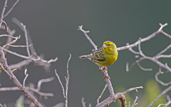 Serinus canaria canaria