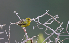 Serinus canaria canaria