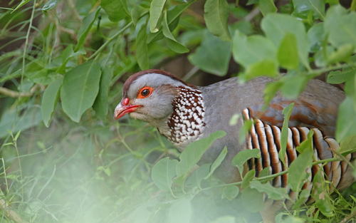 Perdiz moruna (Alectoris barbara)