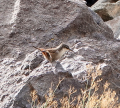 Ochetorhynchus melanurus