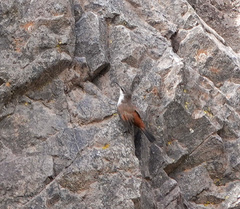 Ochetorhynchus melanurus