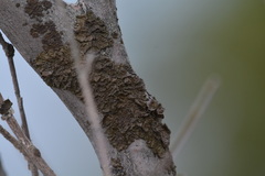 Melanohalea septentrionalis