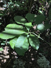 Tabernaemontana citrifolia