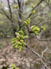 Quercus mongolica