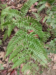 Dryopteris championii