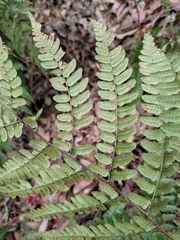 Dryopteris championii