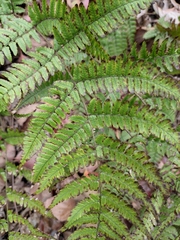 Dryopteris fuscipes