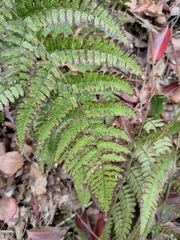 Dryopteris fuscipes