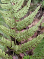 Dryopteris fuscipes