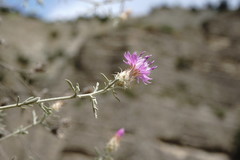 Centaurea caspia