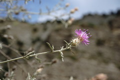 Centaurea caspia