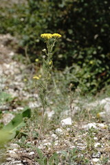 Achillea arabica