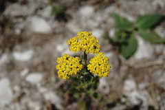 Achillea arabica