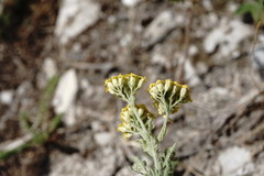 Achillea arabica