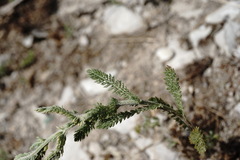 Achillea arabica