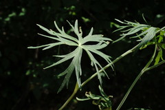 Delphinium macropogon