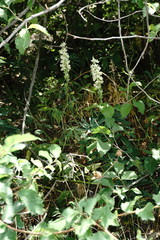 Delphinium macropogon