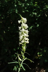 Delphinium macropogon