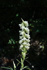 Delphinium macropogon