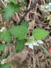Rubus corchorifolius