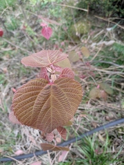 Alchornea davidii