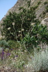 Pterocephalus plumosus