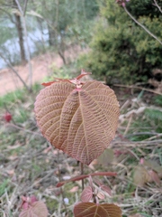 Alchornea davidii