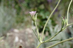 Pterocephalus plumosus
